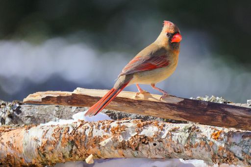 A closeup shot of a brown cardinal bird perching on a tree branch against a blurred background
