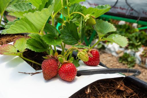 A closeup shot of strawberry cultivation in a greenhouse with drip irrigation