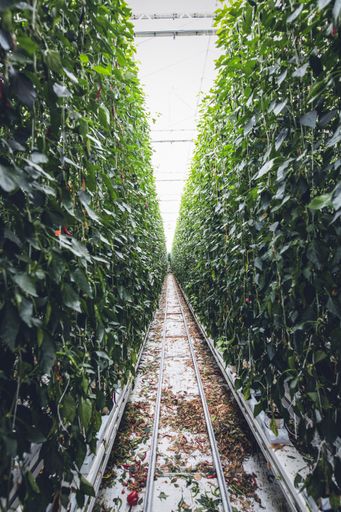A vertical shot of the beautiful tall plants in a garden