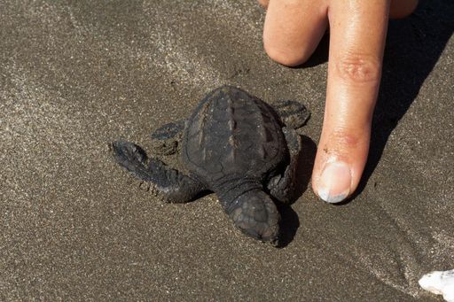 A closeup shot of a small sea turtle on its way to the sea