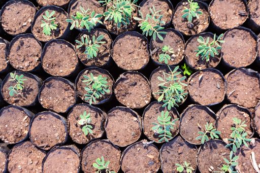 A high angle shot of plants in a small black plastic bags at the greenhouse