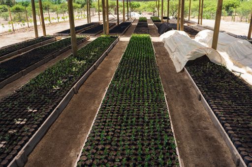A nursery with plants under shade in containers