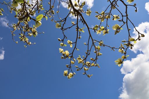 A beautiful view of magnolia tree branches with a cloudy sky in the background
