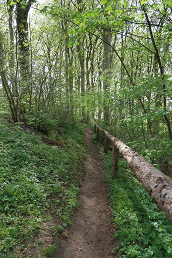 A narrow pathway in a forest surrounded by beautiful trees in a forest in Hindsgavl, Middelfart