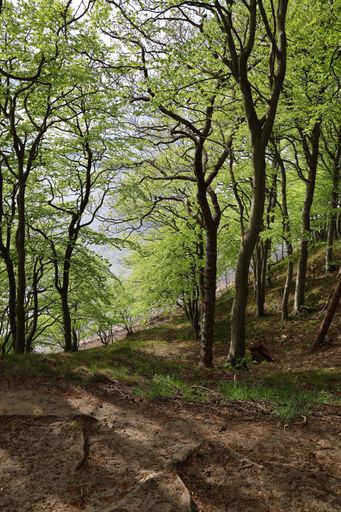 A narrow pathway in a forest surrounded by beautiful trees in a forest in Hindsgavl, Middelfart