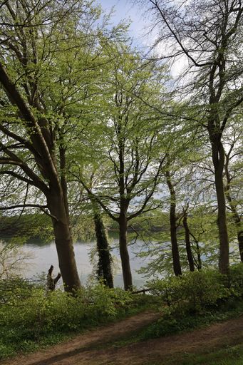 A narrow pathway in a forest surrounded by beautiful trees in a forest in Hindsgavl, Middelfart
