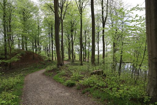 A narrow pathway in a forest surrounded by beautiful trees in a forest in Hindsgavl, Middelfart