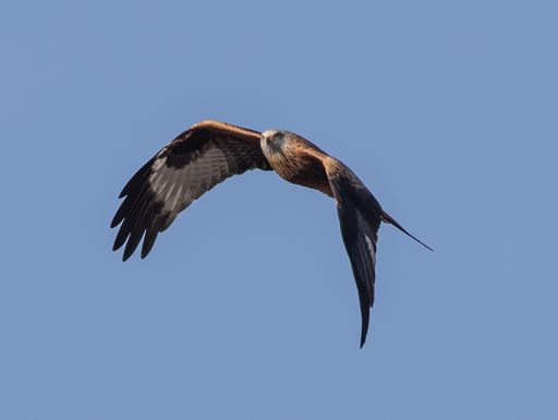 The Milvinae kite flying in the sky (Accipitridae)