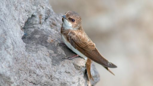 A selective focus of the brown bank swallow bird perching on the rock