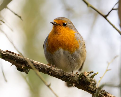 A cute small European Robin perched on a tree twig on a blurred background