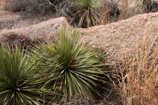A scenic view of Twin-flowered Agave plants near rocks in a desert