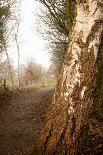 A vertical shot of a path surrounded by trees