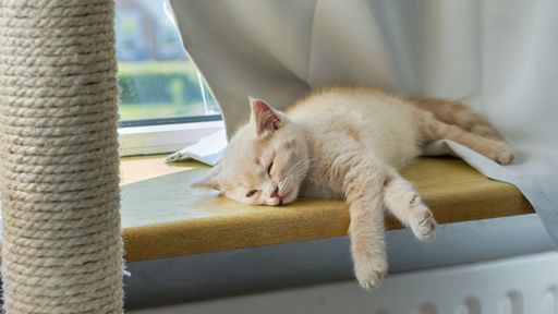 A view of a small ginger short-hair kitten sleeping on the sunny windowsill
