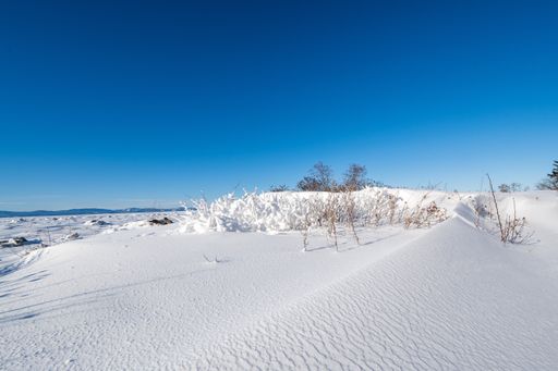 A beautiful shot of a snowy field with dry plants on a sunny winter day