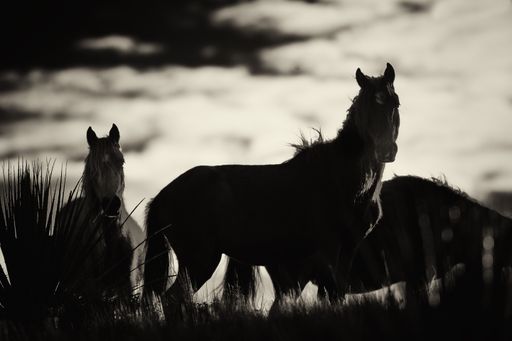 A grayscale shot of wild horses in Andes mountains, Ecuador