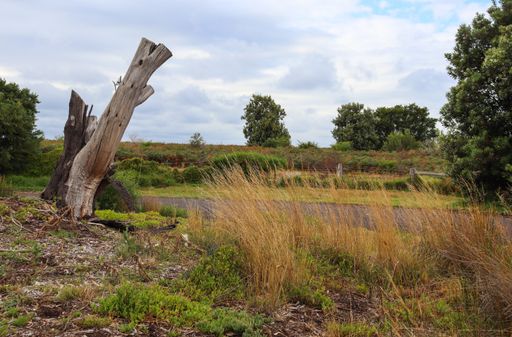 A view of a field with dry grass and tree stump, and a sky on the background