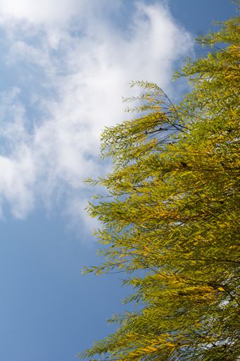 A vertical shot of the branches of a tee with the cloudy sky behind
