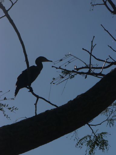A low angle shot of the bird sitting on the tree branch under a blue sky