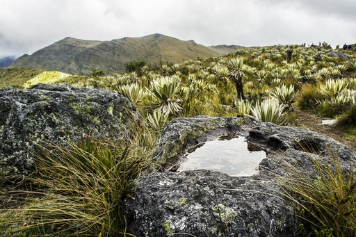 water into a stone, rock in a mountain in a paramo in Chingaza, Colombia
