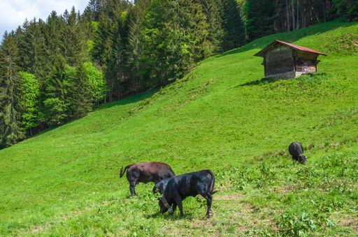 A beautiful shot of the Swiss cows captured in Col de la Croix in the Swiss Alps