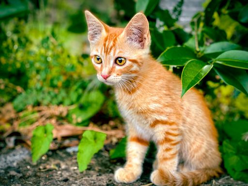 A closeup shot of a ginger baby kitten in a forest