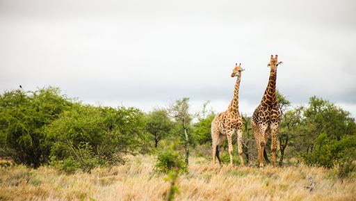 Two giraffes standing on a field surrounded by some plants.