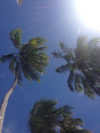 A low angle shot of three pal trees under the clear skies