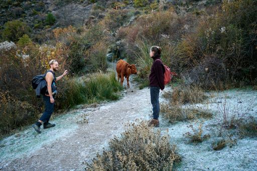 A beautiful shot of hikers posing for a photo with a brown cow