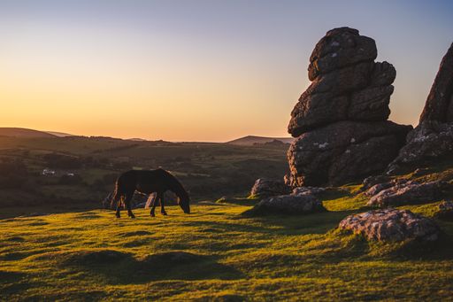 A horse grazing in green field near the big rocks in Dartmoor National Park during sunset