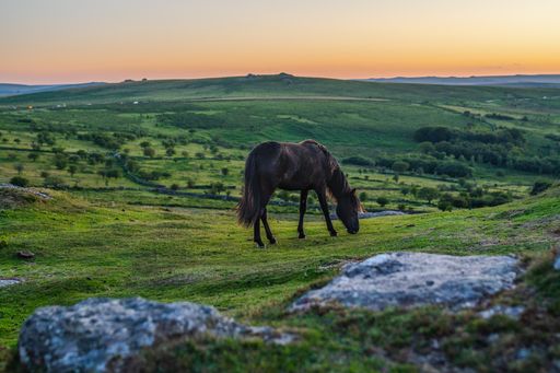 A horse grazing in green field in Dartmoor National Park during sunset