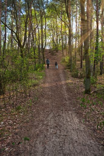 Rear view of two children walking in a forest