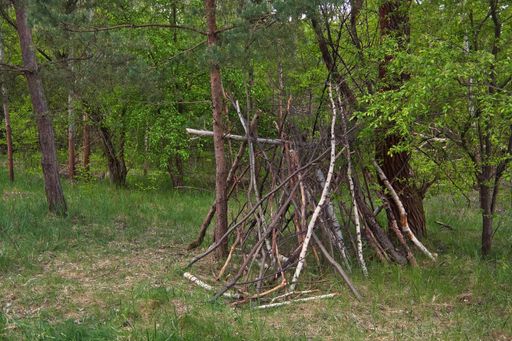 Remains of a shelter made from branches in a forest