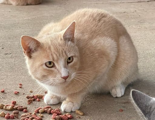 The close-up shot of a small fluffy fur cat sitting on a ground