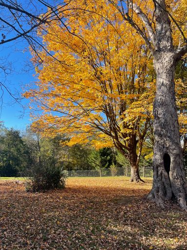 A vertical shot of autumn trees in the garden