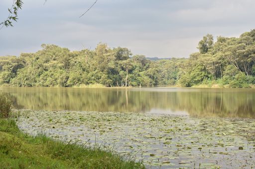 A scenic view of Dimbolil dam covered with green plants and reflecting the surrounding greenery in Kericho, Kenya