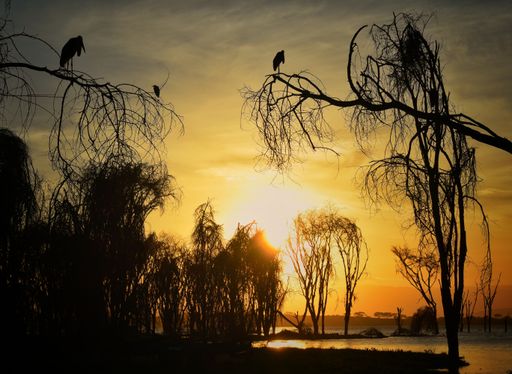 A scenic view of the birds' silhouettes on trees during the golden sunset near Naivasha lake in Kenya