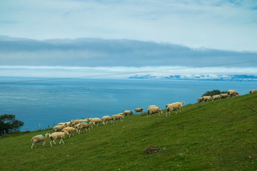 A beautiful shot of a herd of sheep in a field during the day