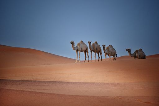 A group of camels walking in the desert.