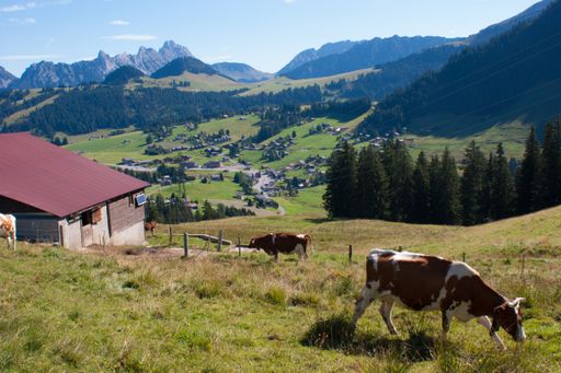 A beautiful view of cows grazing in the meadow