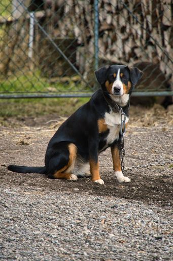 A vertical shot of a dog ("Entlebucher Mountain Dog")