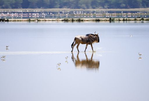 A shot of a blue wildebeest looking at the camera in mirroring water at Maasai Mara National Park, Kenya