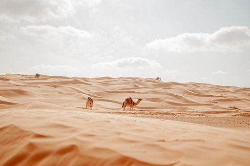 A beautiful view of camels in the desert sands under a cloudy sky