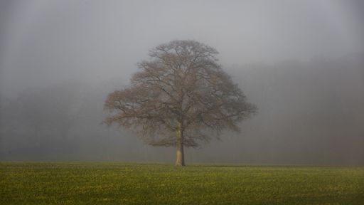 A lonely tree in a field on a foggy day