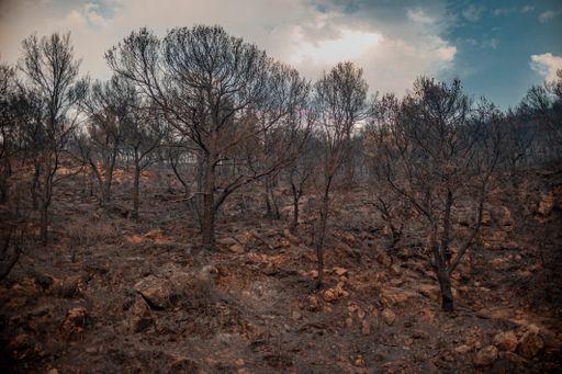A burning forest in Northwest Tunisia