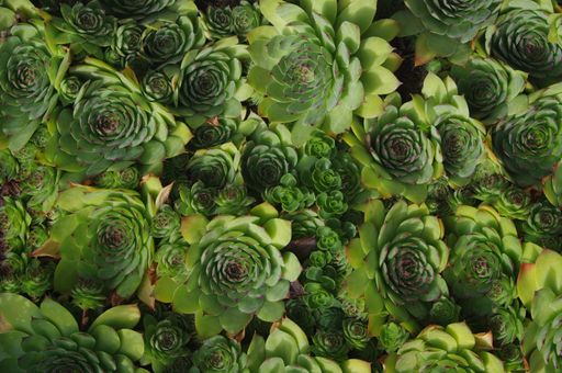 A top view of Sempervivum plant
