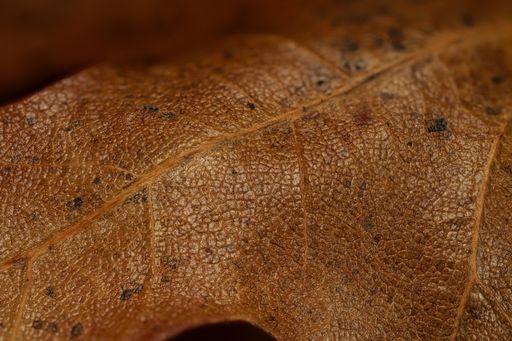 A macro shot of a brown leaf