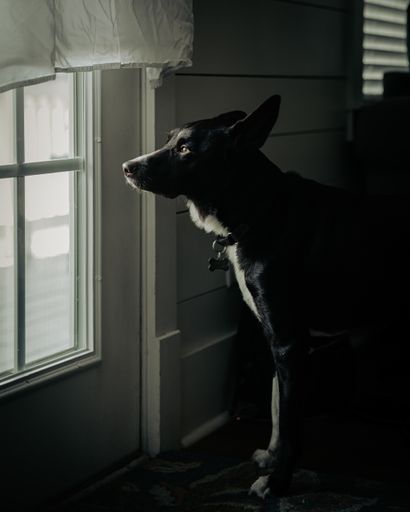 A vertical shot of a black dog sitting near a window