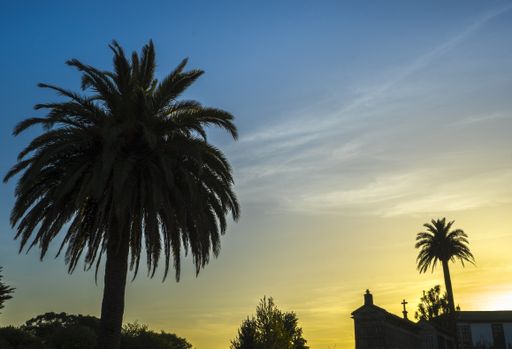 A low angle shot of palm trees near the church  in Miani in a beautiful evening