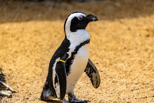 A closeup shot of a penguin in the zoo
