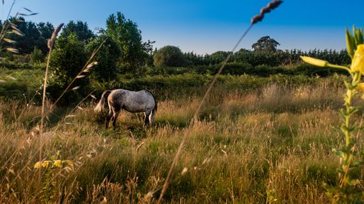 A wide shot of a horse eating grass in a grass field under the beautiful sky